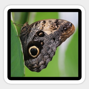 Schmetterling Sticker